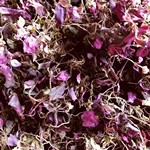 风柜斗草500克风鼓草风骨草楮头红干货