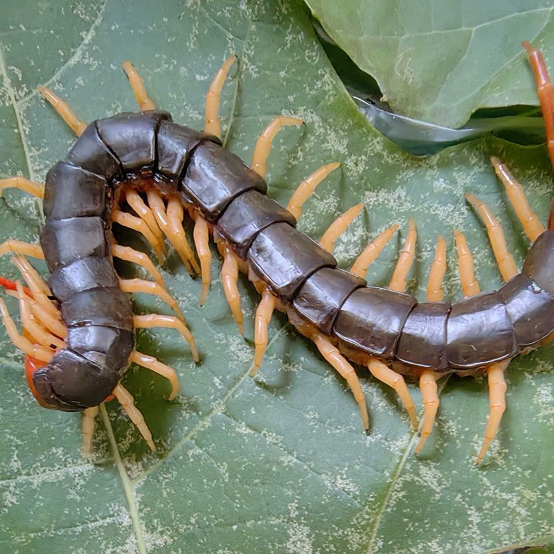 Живая пища для рыб арована, меняющих цвет сороконожек, живых червей, корма для рыб, корма для бойцовых петухов и сороконожек, свежих сороконожек и настоящих червей.