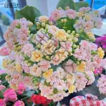 ҃Lۻļֲﻨ󻨰Bذ껨_