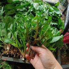 �r�ѹ�Ӣʳ�����lȫ�w�ѹ�Ӣ�F���ѹ�Ӣ�r���Ŷ�Ұ���S�����°��]