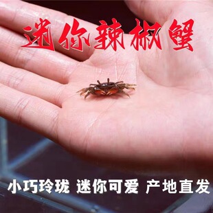Mini chili crab pet small crab ornamental crab wholesale hand crab freshwater crab mini crab live *