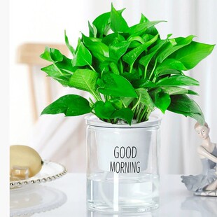 һ�����l�G�}�k����С�Gֲˮ�����ԃ����՚���B��ꎾW�t