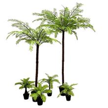 ���ͷ�������ާ���~��Gֲԭʼɭ���L���҃�ͥԺ��ؾ��^ֲ������