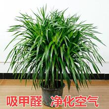 龙须树大型绿植多头龙血树龙铁树发财树室内客厅盆栽花卉植物盆景