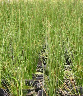 ��о�� ˮ�[ ����  ˮ��ֲ��  �G������   ʒɽ����ֱ�N �������l