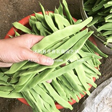 �߮a��ܿ���N�Ӵ��＾�ܶ�����Gܿ���N�ļ������ٲ˷N���߲˷N��