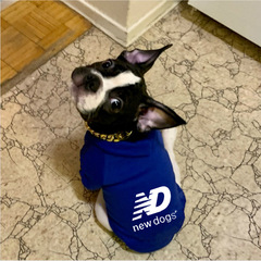 Summer Dog Clothes Dog Vest Outdoor Thin Small and Medium Dogs Teddy Cats Bichon Fashion Casual Pet Apparel