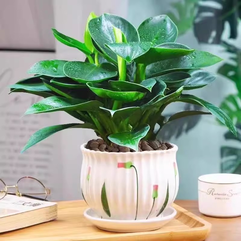 25-30cm 황금 다이아몬드 3개 + 튤립 세라믹 화분 + 영양액