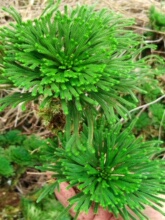 卷柏九死还魂草桌面花卉植物微型盆景盆栽假山组合吸水石菖蒲兰花