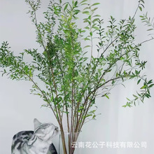 云南呈贡雪柳叶小手球叶九星叶家庭瓶插花束配草配叶 斗南基地批