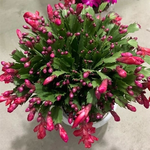 Crab Claw Orchid Potted Plant with Buds and Pots Multi-Color Double-Petaled New Flower Plant Indoor Crab Claw Flower Blooming in All Seasons
