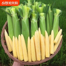 ���r���׹S�V���M�h�Fժ�F�l���׹Sо���װ���������о3��5��9��