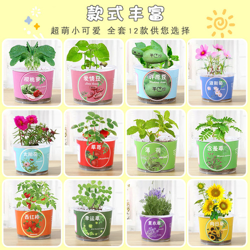 Qiaoqiao cup mini potted plants for children to grow fruits and vegetables small potted plants for students to observe green plants seed box mini planting