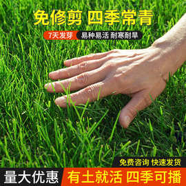 四季青草坪种子免修剪草坪草籽护坡固土混播四季常青耐寒旱草种子