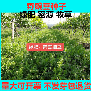Wholesale Arrow Tongue Pea Wild Pea Seeds Fruit Tree Green Manure Nectar Plant Small Sweet Potato High Protein Pasture Grass Seeds