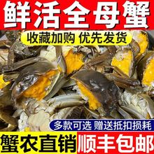 全母小螃蟹鲜活大闸蟹六月黄全公稻田河蟹一元蟹可香辣蟹海鲜水产