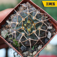 �������ƺϼ� ��������ϵ�Ì����������B�����ֽM�϶�ë���ճ�