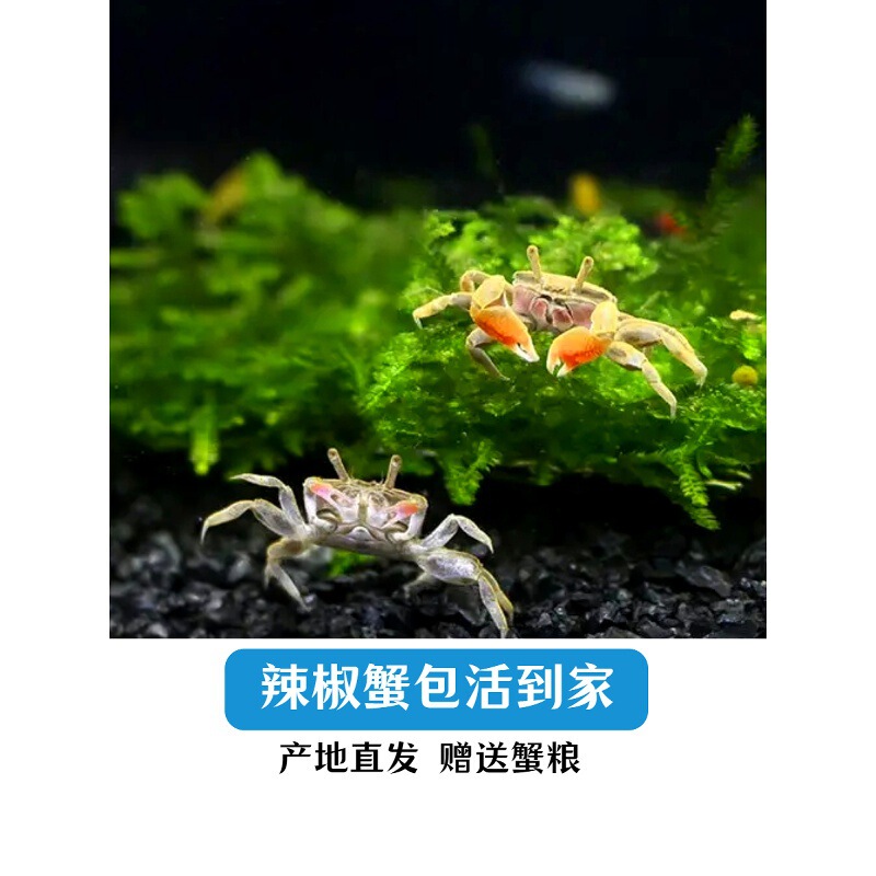 Mini Live Chili Crab Pet Micro-Landscape Freshwater Gift Ornamental Crab Can Be Cleaned in Deep Water to Remove Algae and Is Easy to Live with