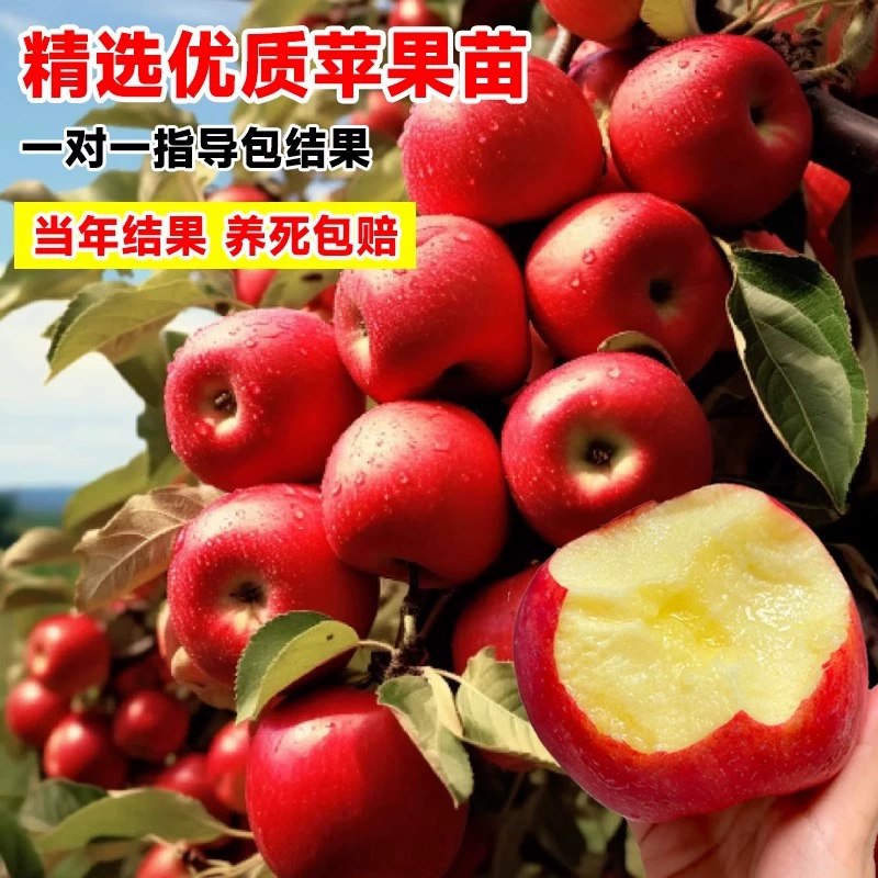 Горшечные саженцы яблони гном, красное яблоневое дерево Фудзи, посадка на севере и юге, посадка во дворе, плодоношение в том же году