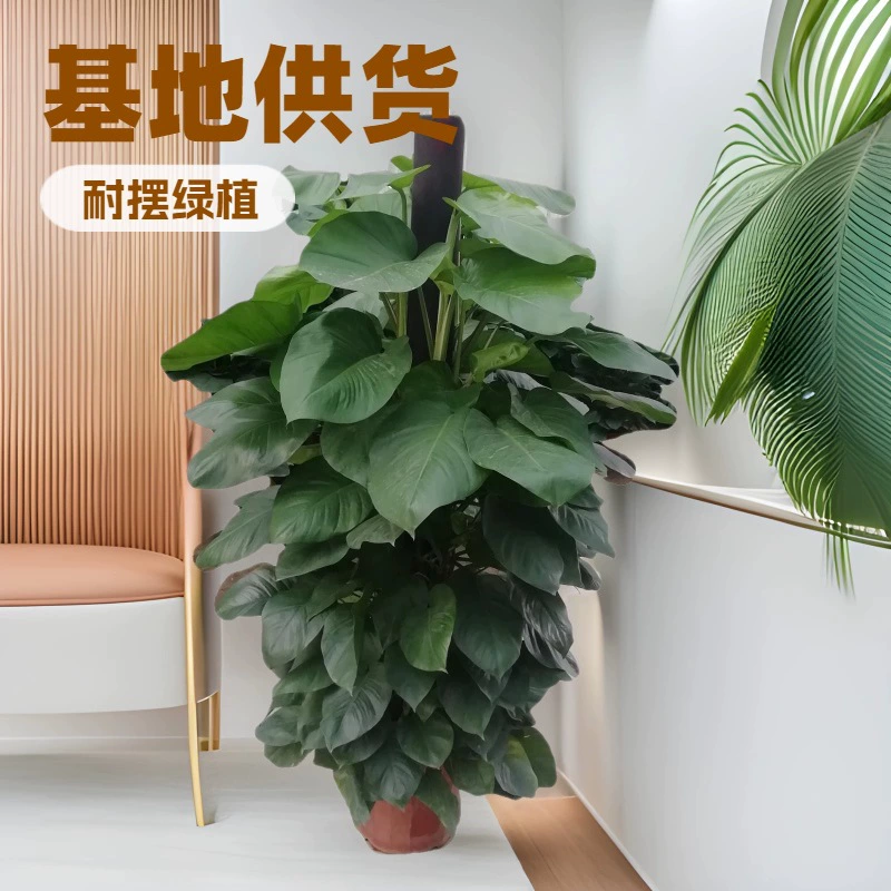 База принадлежностей для офиса и дома декоративные цветы, зеленые растения, поглощение формальдегида, зеленые листья высотой 1,8 метра, колонна зеленой розы, 2 горшка