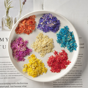 White sandalwood real flower plant specimen teaching DIY handmade photo frame bookmark cell phone shell janhua painting dried flower bag material