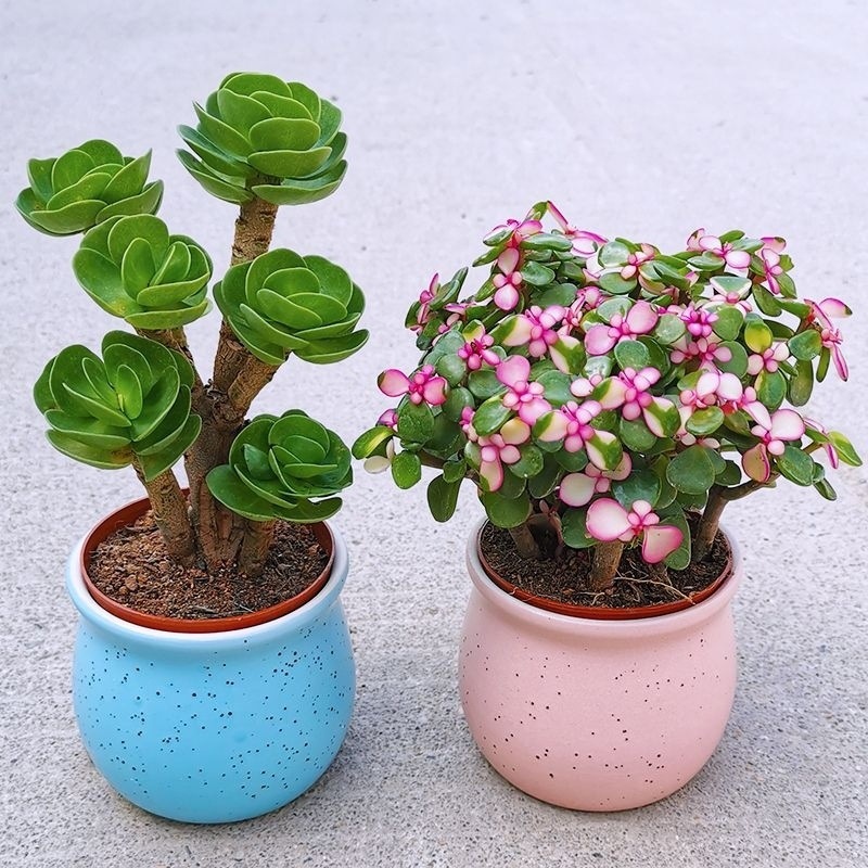 362cc515-f5d1-4fee-bcd0-6a5d9aa078cb.jpe