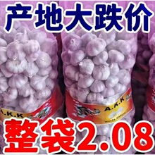 紫皮大蒜腌制蒜瓣糖醋红皮山东超低价蒜香批发2024大干头干