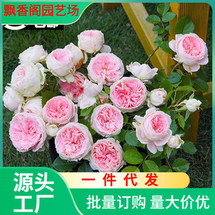 Dropshipping Pom-Pom Porch Rose Large Flower Fragrant Porch Pom-Pom Shrub Rose Flower Courtyard Balcony Blooming in All Seasons