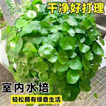 铜钱草水培植物老桩盆栽室内外水大叶金钱草根芽好养易养活养绿植