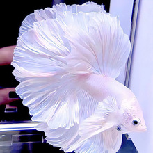 ̩�����~�����ɫ�鼆ϵЪ��ᎧС���ͻ�W�t�����~�^�p�~���~