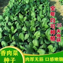 新品香肉菜种子北京肉肉菜籽香糯好吃速生耐寒耐热秋冬农家青菜籽