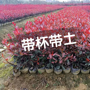 �t�~ʯ骘��玧����������ͥԺ�G�������ļ����G����t�������l