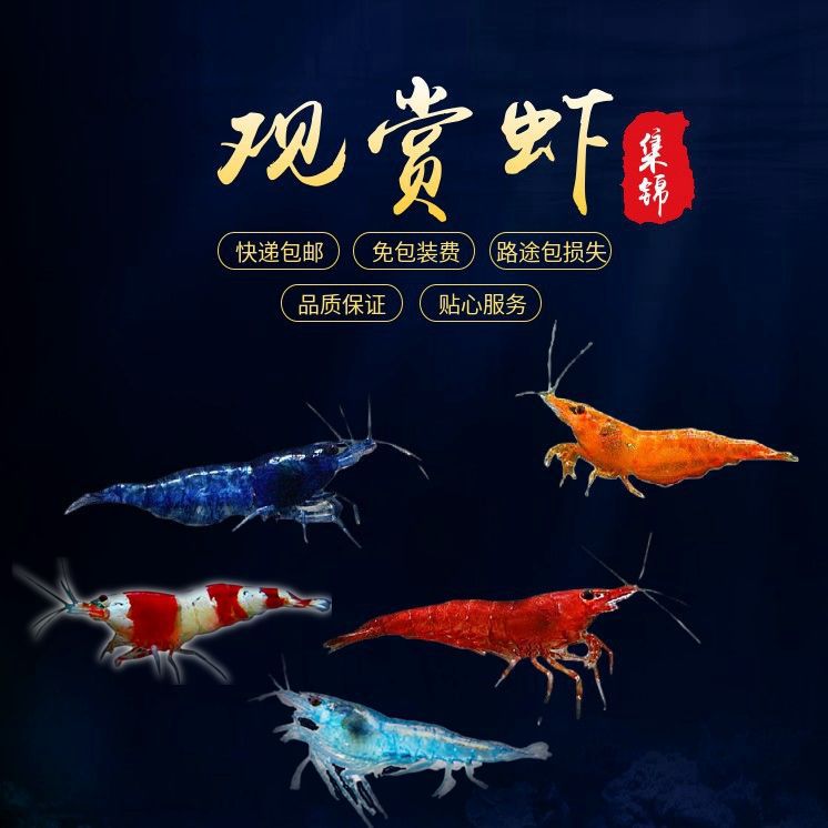 fish tank freshwater Ornamental shrimp Living creatures Fresh Aquarium Pets clean tool Package