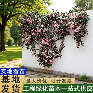 �ٱ��¼���ɫ��ɳ��ʯ������ذl؛�¼��¼����䘶�ش��Nޱ��