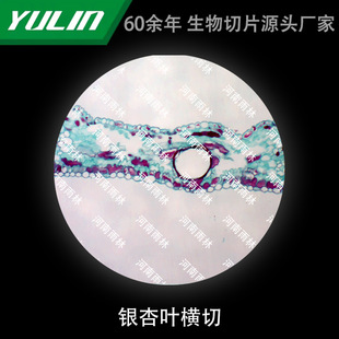 Ginkgo Leaf Cross-cut Biological Microscope Specimen Animal and Plant Cell Slides Observation Experimental University