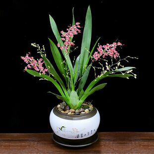 ��ֵ �����m �����m���m�����Ի��ܝ��㻨���L���� ����ζ