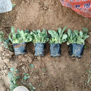 Black-Heart Chrysanthemum Seedling Planting Base Supplies a Large Number of Ground Cover Flower Seedlings, Golden Chrysanthemum, Long-Flowering and Cold-Resistant Florals