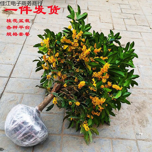 𻨘Խͻ҃ͥԺ̨_BGֲ