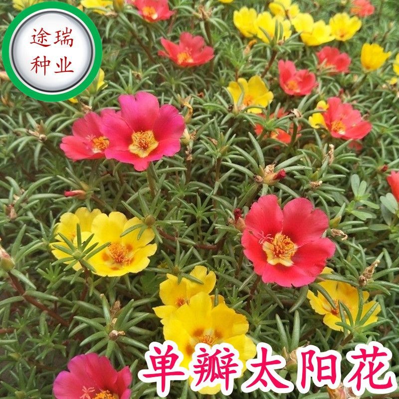 太阳花种子半支莲松叶牡丹洋马齿苋午时花花卉庭院阳台盆栽花草籽
