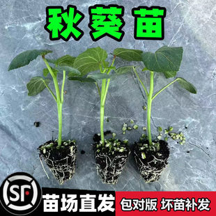 ˮ������N�����߲˷N��N�������m���＾�����������������S