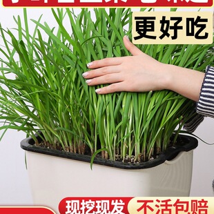 ²˸ϸ²˸N²rFڴ~tС~rļ