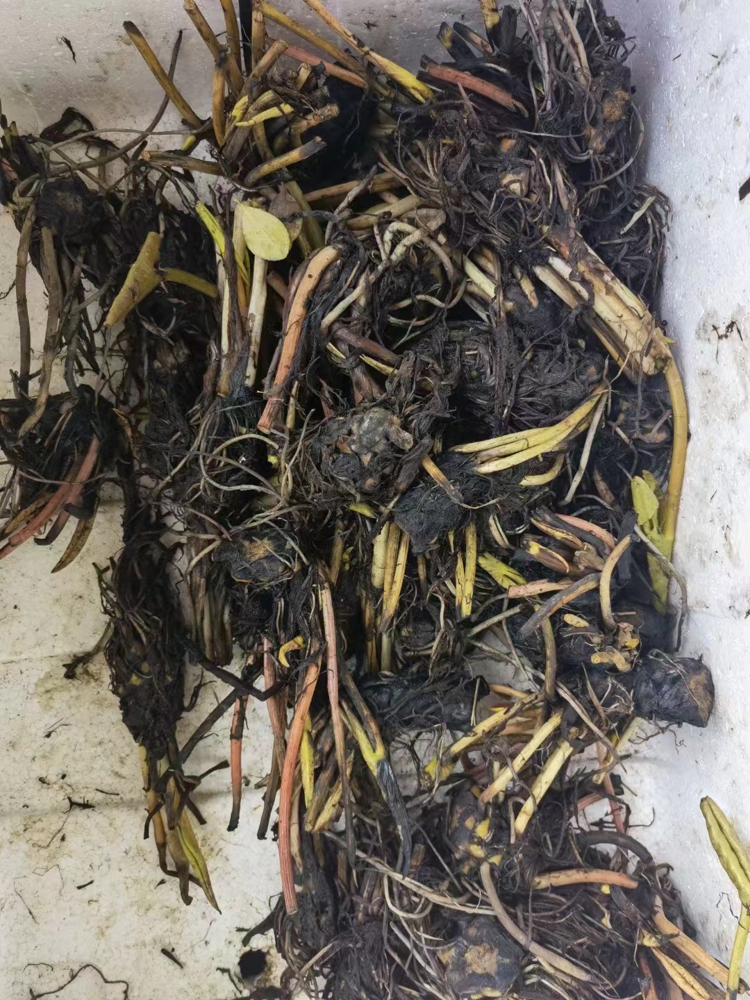 O1CN01NeQQHQ1THYMCZmnrD_!!3258162357-0-cib.jpg?__r__=1681091243679