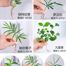 迷你小绿植罗汉松白掌红掌绿萝竹柏九里香网纹草盆栽水培植物小苗