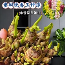 ������N��ҹ���㻨������Ͷ�����ֲ���҃���ͥԺ�ļ��׷N������