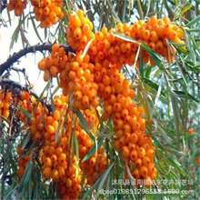 ���羳��؛��ˮ��ș�ķN��ɳ���N�ӎ���ֲ��ɳ�������S������ɳ