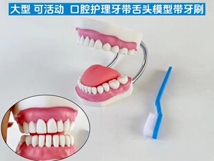 Oral Care teeth gum tongue model human body teaching teaching aids training Picture