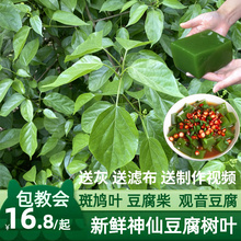 新鲜神仙豆腐叶子现摘野生观音叶斑鸠叶神仙树叶凉粉豆腐柴重庆