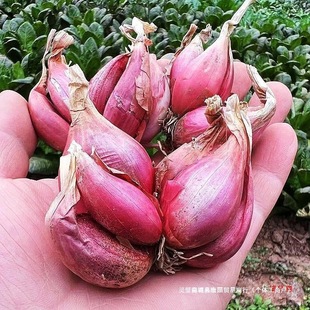 �Nֲ�Ĵ�С���[�t�[�^��ѿ���Ի��[�S�[�ļ��[��ե�[�͸��[�^���l