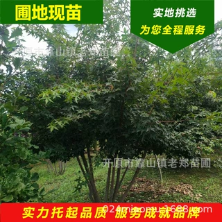 三角枫树苗丛生茶条槭三角槭绿篱苗园区小区风景绿化树苗视频订货