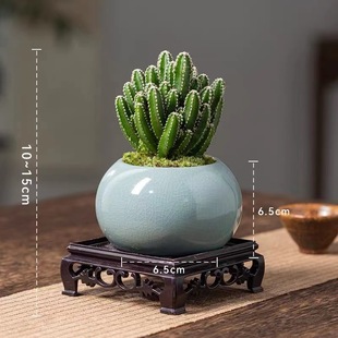 Wanzhongshan Cactus Fortune Mountain Plant Living Room Green Plant Flower Indoor Office Potted Plant Cross-Border